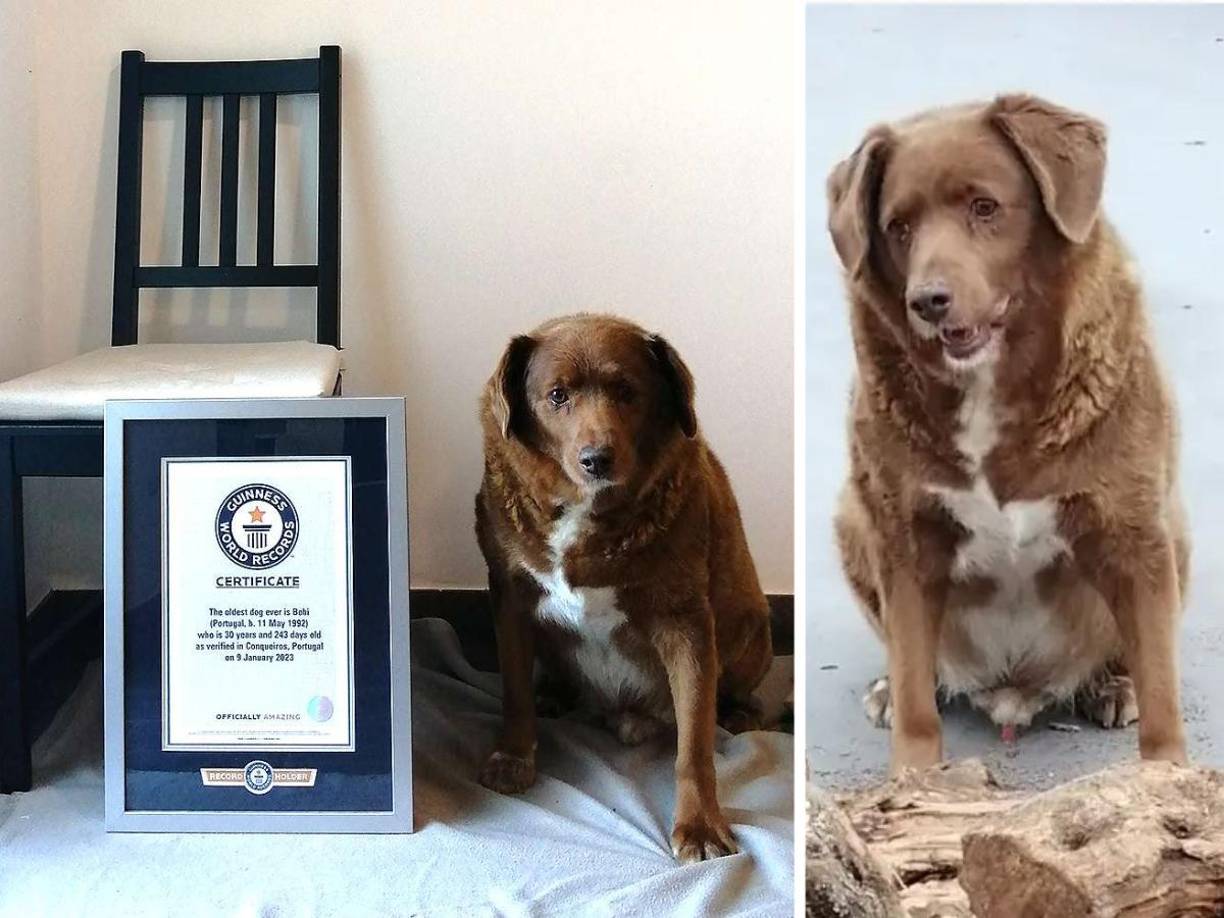 Ayer, jueves 11 de mayo, se dio a conocer que Bobi, el perro más viejo del mundo, cumplió 31 años y su dueño planea celebrar con una fiesta en Portugal. Bobi es un Rafeiro do Alentejos de pura raza y nació el 11 de mayo de 1992. 