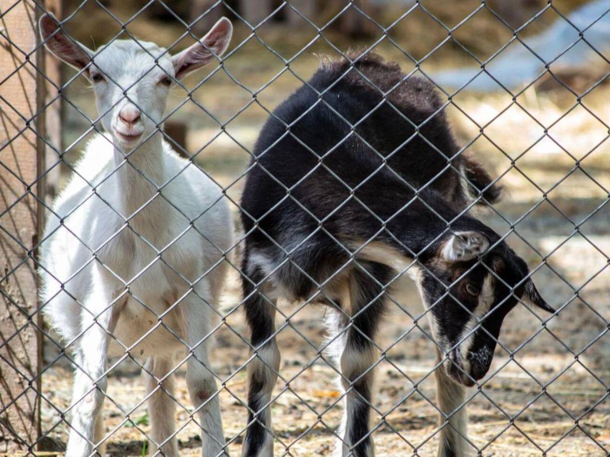 Dentro de las irregularidades detectadas por las autoridades, se confirmó la existencia de cinco ejemplares de cabras pigmeas, pero según el inventario de julio de 2022, en realidad existían diez.