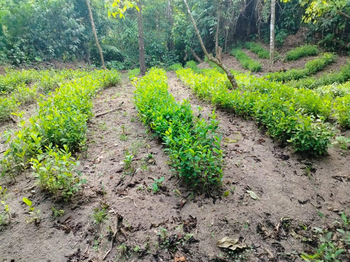 Las Fuerzas Armadas localizaron y aseguraron una plantación de 20 manzanas de sembradíos de estupefacientes.
