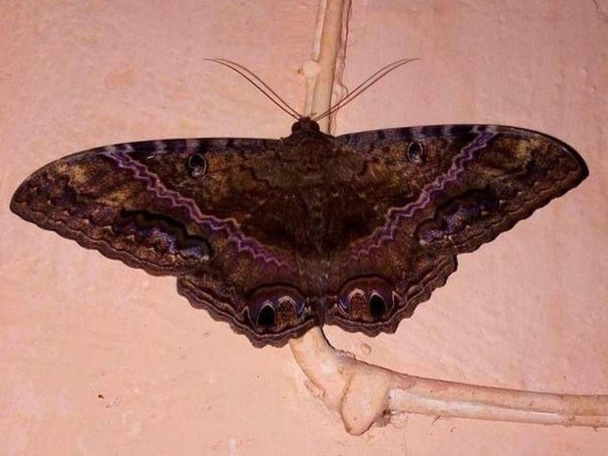 Para la pitonisa mexicana, Mhoni Vidente, la presencia de estos inséctos en las puertas, ventanas o en las paredes de una casa su significado dependerá de las cantidades de mariposas.