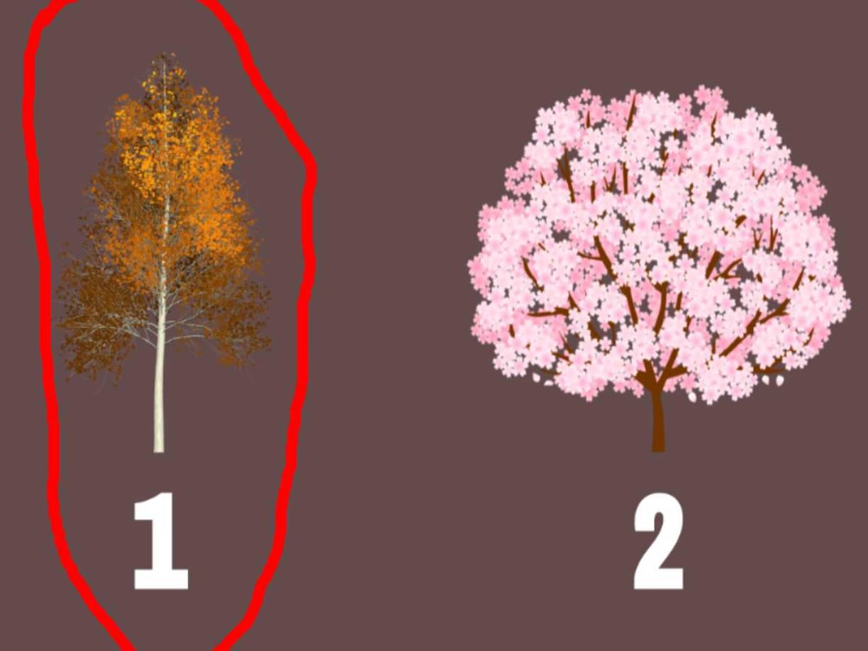Si tu elección fue el árbol de otoño, tus principios fundamentales <b>se centran en la estabilidad y la aceptación del cambio.</b> Valoras la capacidad de adaptarte a nuevas circunstancias y encuentras equilibrio en medio de las transformaciones de la vida. Tu compromiso con la estabilidad te impulsa a <b>mantener una base sólida en todas las áreas de tu vida.</b>