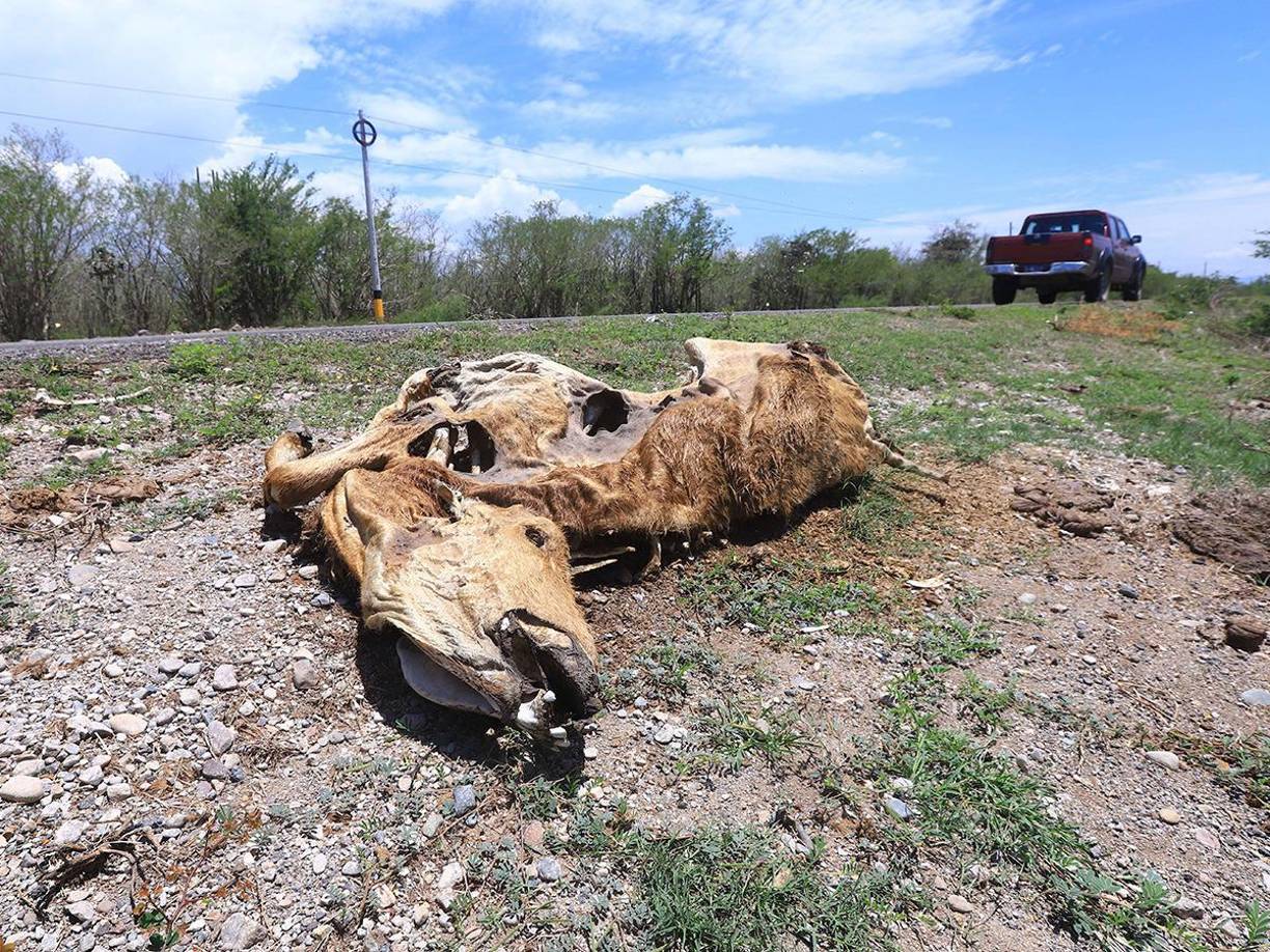 Los animales muertos se pueden encontrar hasta a las orillas de las calles de Olanchito.