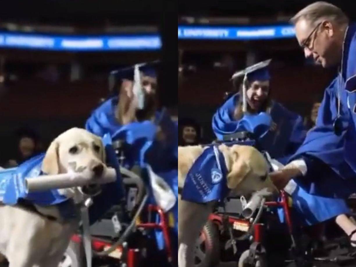 Justin, un perro guía de 6 años, recibió un diploma por asistir a todas las clases de su dueña en la universidad.