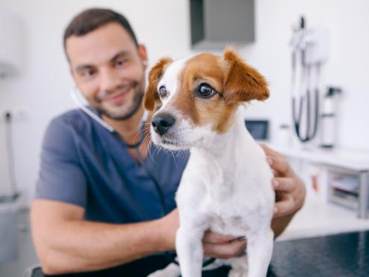 Honduras: Pasos para viajar con su mascota al extranjero