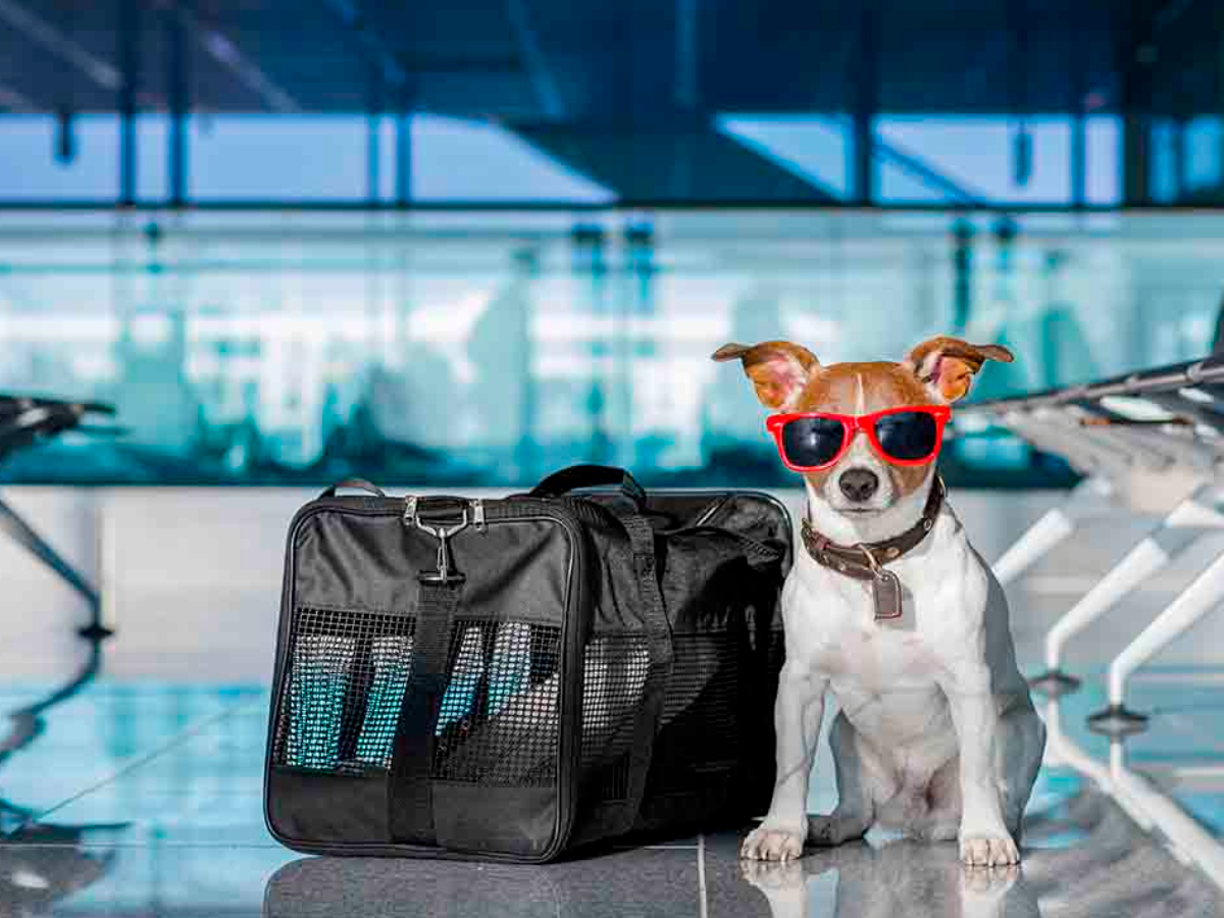 Recordar que antes de viajar con su mascota debe revisar que esta se encuentre en perfectas condiciones de salud.