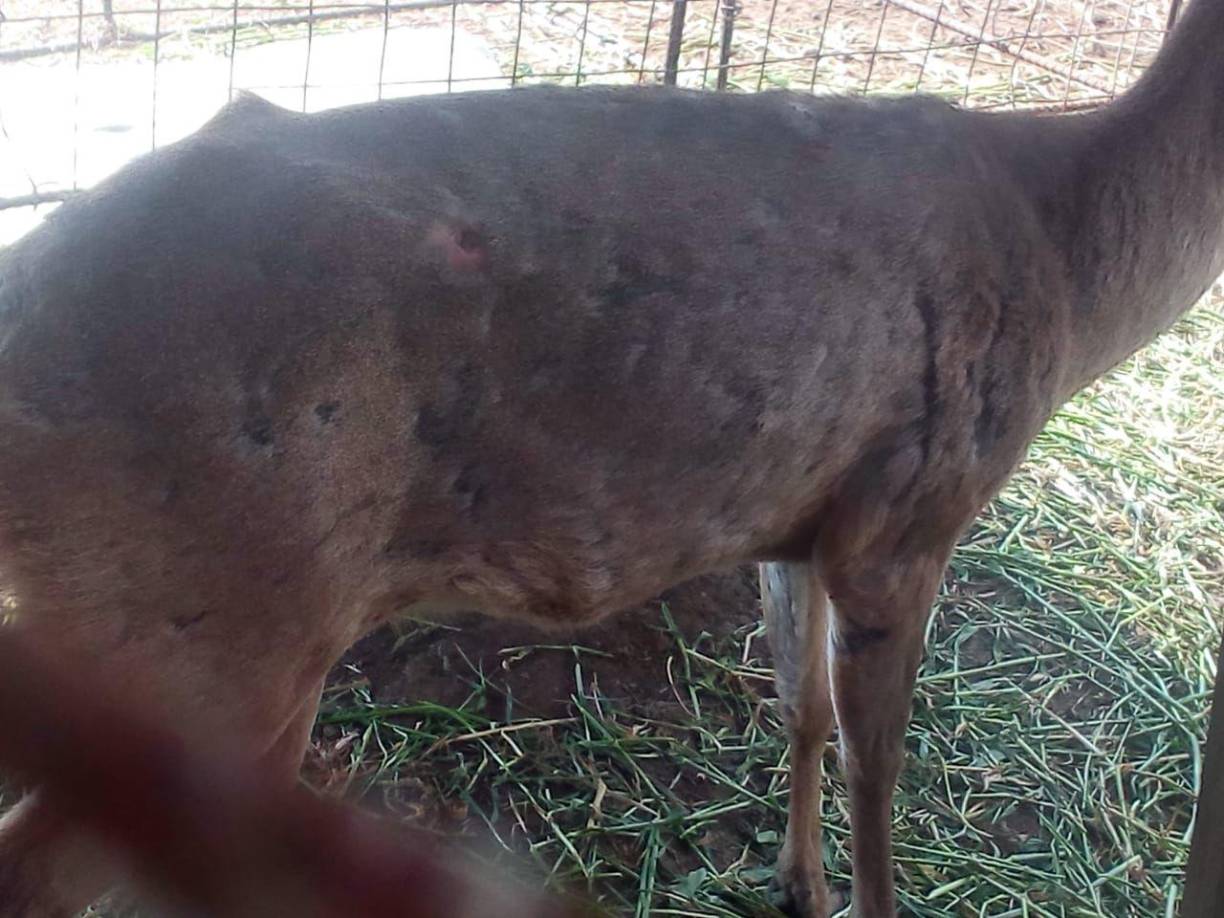 Otro de los venados que presenta problemas.