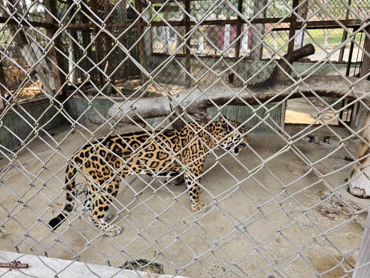 Los felinos están comiendo un día de por medio por lo que los empleados exigen que se les asigne presupuesto para el zoológico.