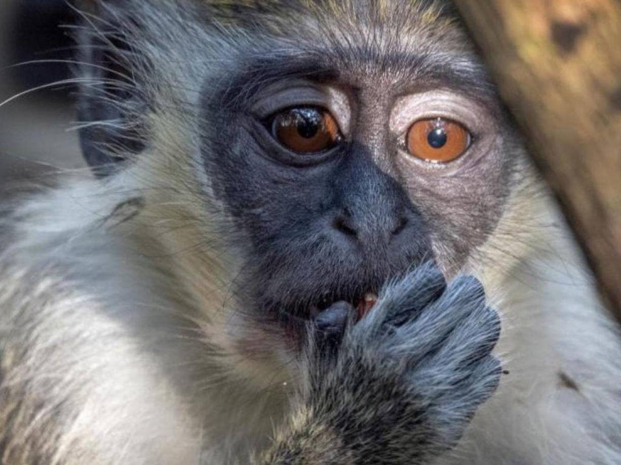 La viruela del mono es una enfermedad poco frecuente que afecta principalmente a roedores, como ratas y ratones, así como a primates no humanos, incluidos los monos. Sin embargo, este virus también puede infectar a las personas.