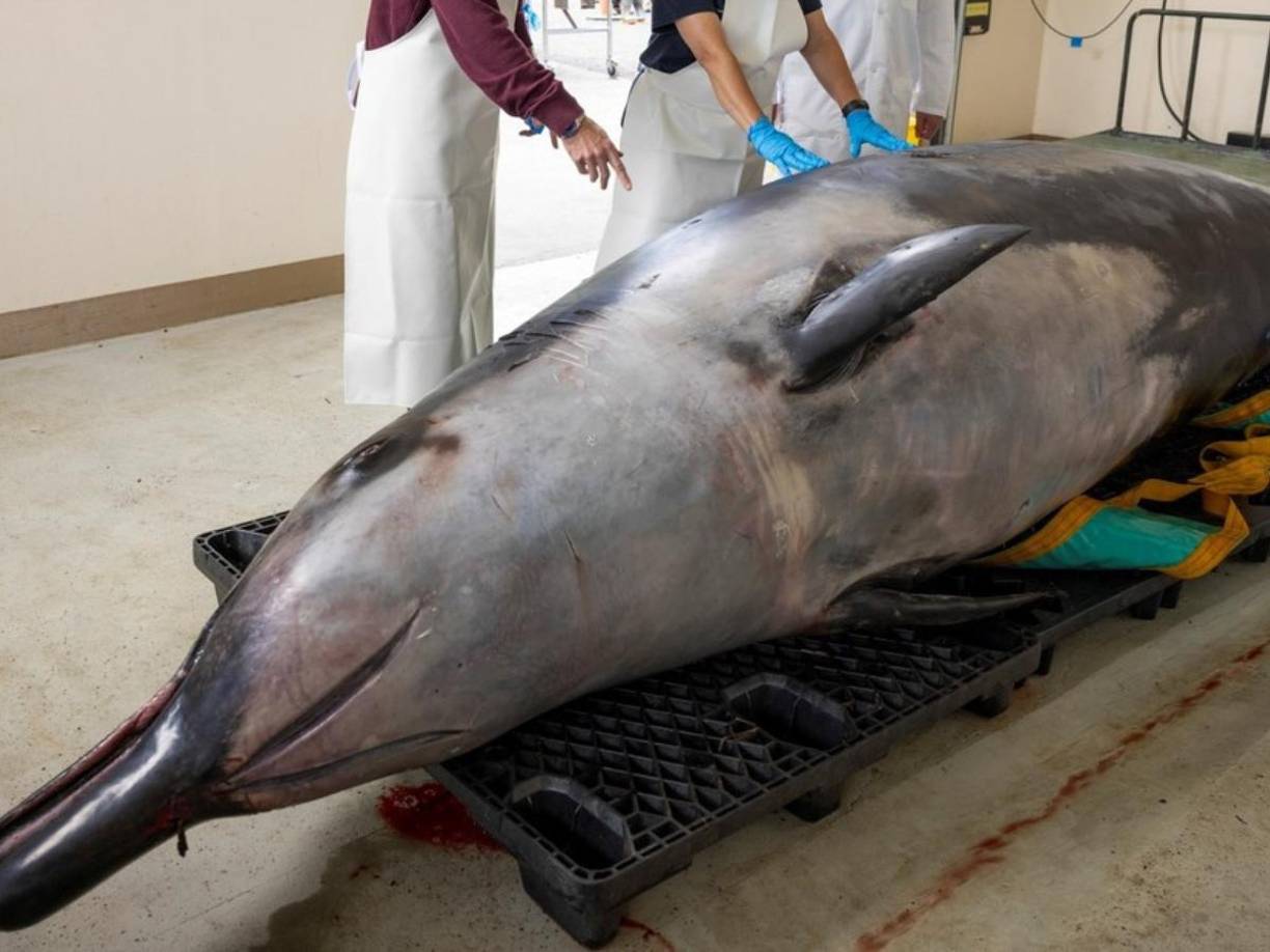 La impresionante apariencia de este animal causó el impacto entre los habitantes de la zona.
