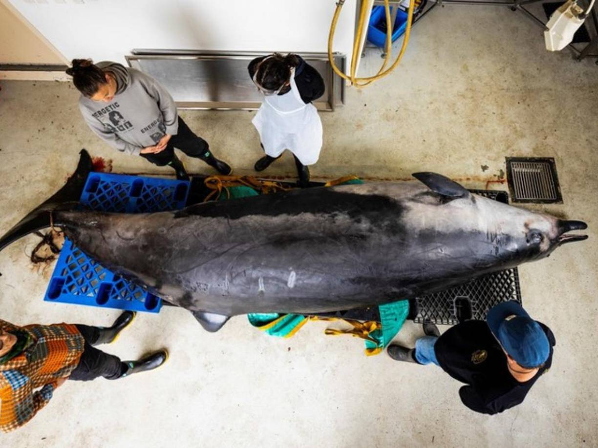 Los expertos culturales tendrán el cuerpo de la ballena hasta el viernes 6 de diciembre,<b> </b>servirá para conocer la anatomía y sus costumbres.