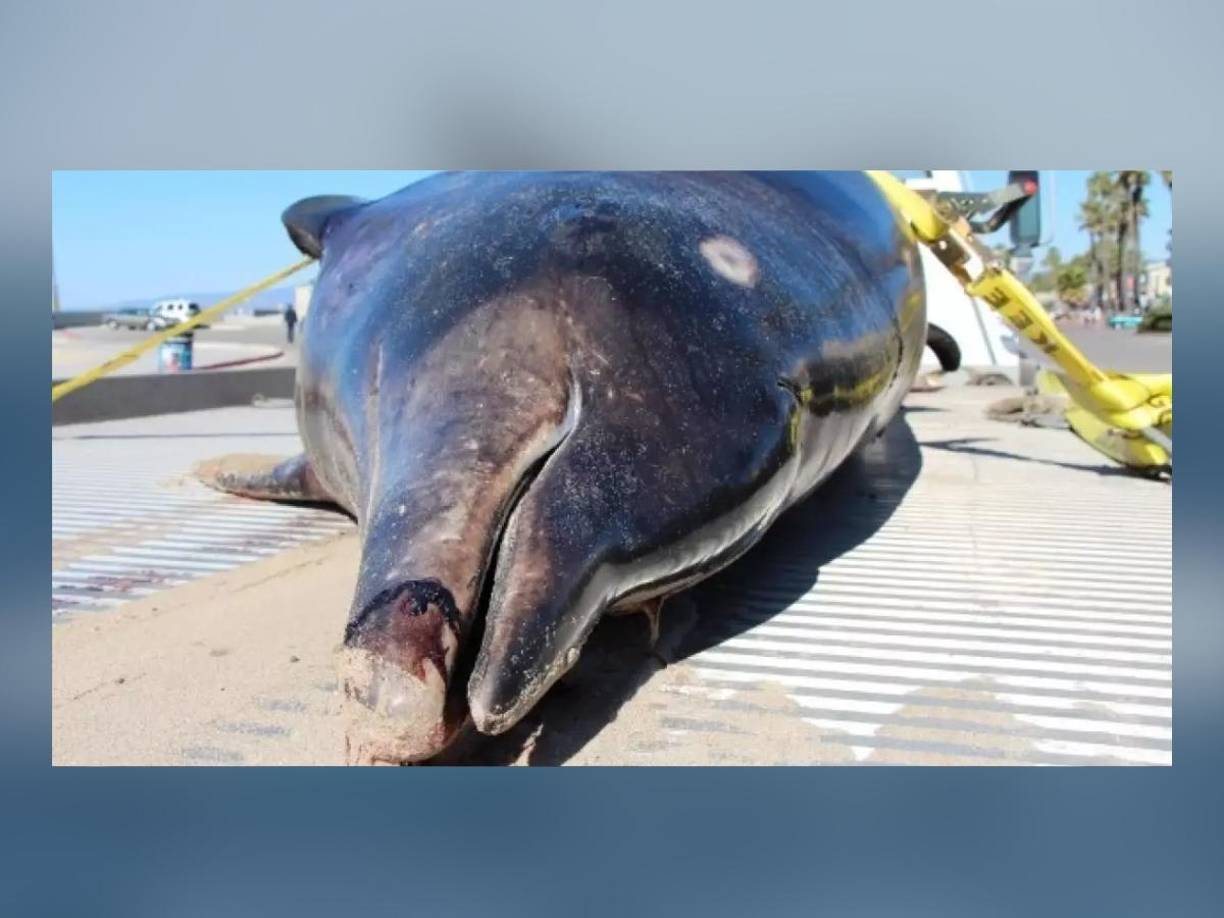 La ballena midió casi cinco metros, fue encontrada a inicios del mes de julio en el sur de Nueva Zelanda.