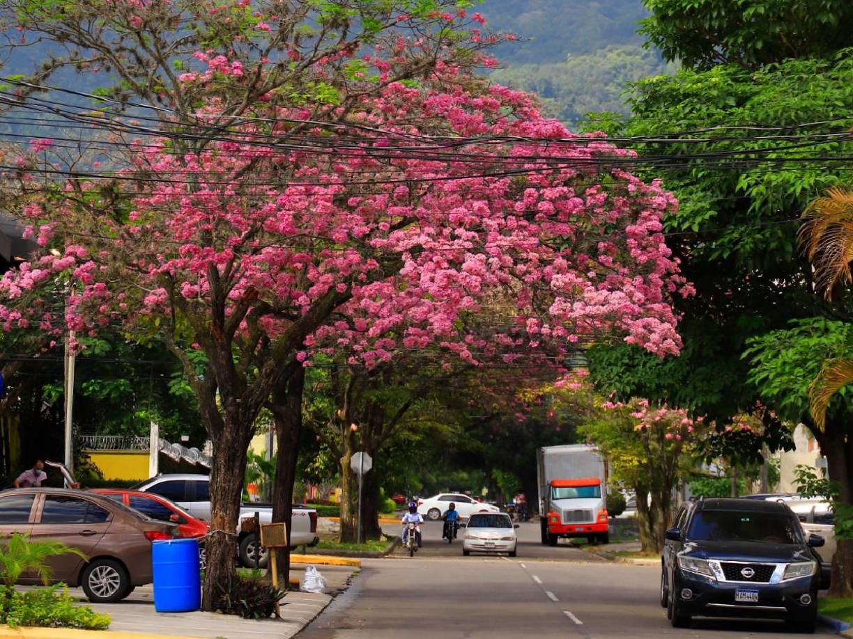 Los árboles forman túneles naturales con sus flores dando la bienvenida.