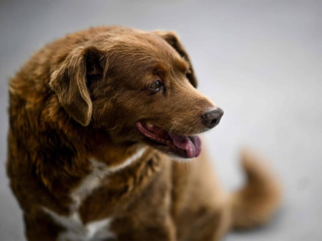 Según el propietario del can, Bobi representa a esas generaciones.