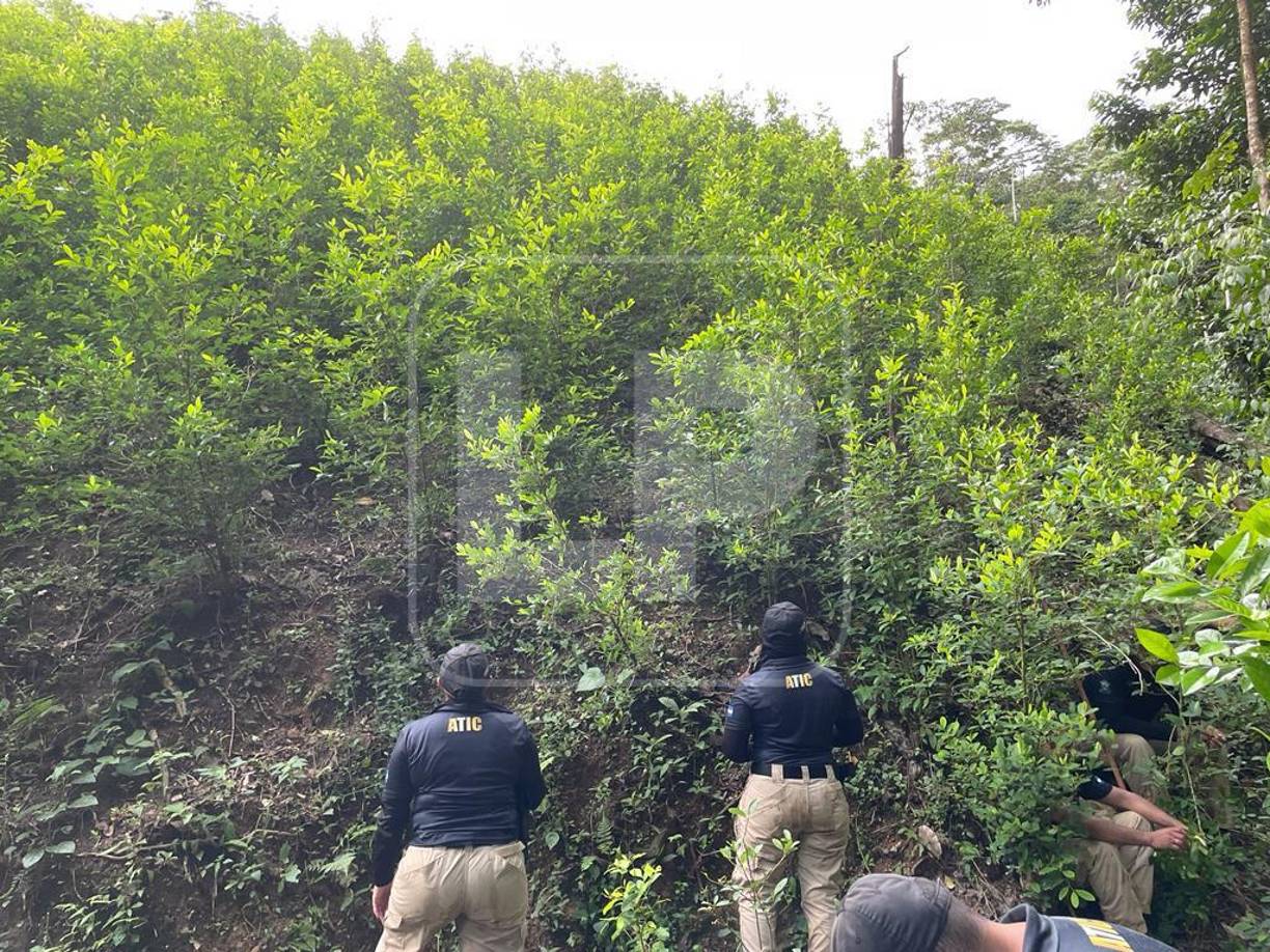 Asimismo, los agentes de la ATIC también descubrieron una plantación de arbustos de hoja de coca, el cual procedieron a destruir. 