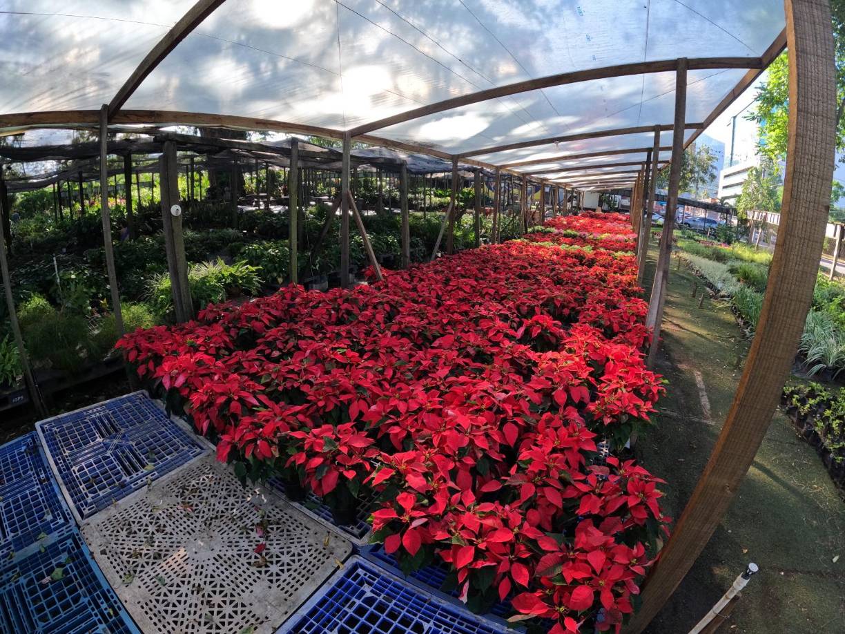 Con la llegada de la Navidad, las calles se engalanan con miles de luces navideñas y los árboles de Navidad hacen aparición en las plazas principales. Pero, además, muchos jardines e innumerables casas se decoran con una planta característica de estas fechas: la flor de Pascua, reina por derecho propio de las flores navideñas.
