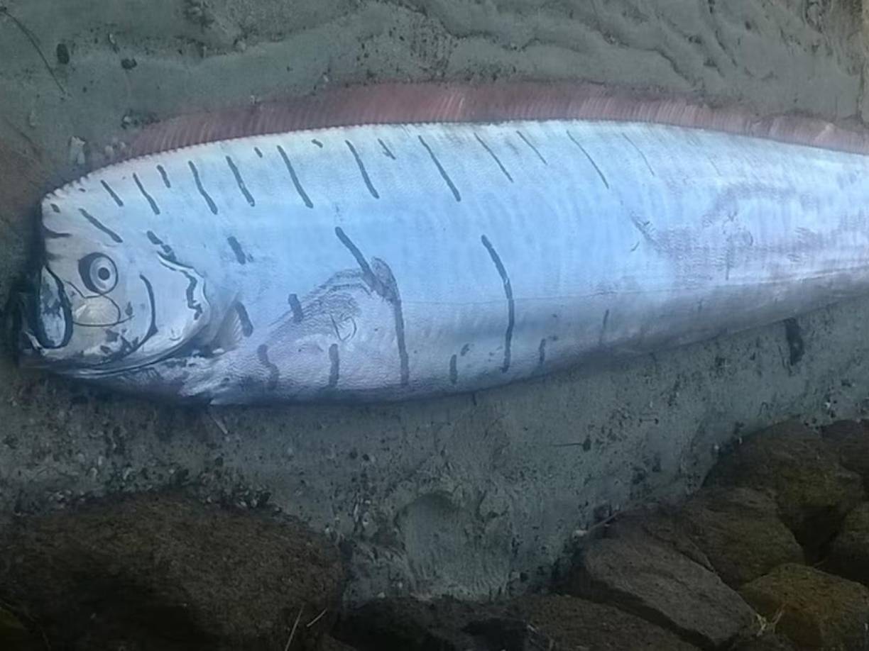 Los investigadores continúan monitoreando la situación y haciendo un seguimiento cercano de los avistamientos de peces remo en todo el mundo.