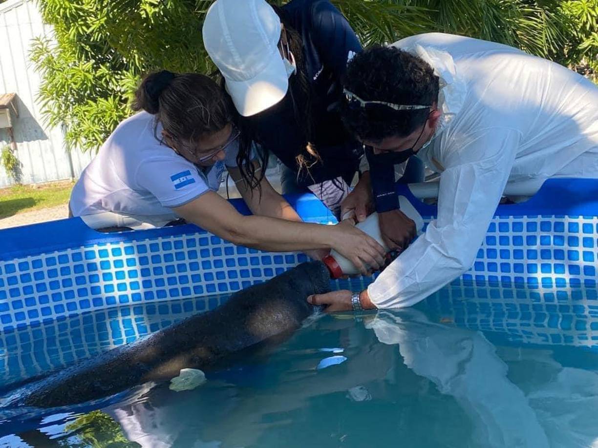 También se informó, que se realizan gestiones para que una vez se recupere, la “vaca” marina sea trasladada a un centro de conservación en La Ceiba, Atlántida. Cabe mencionar, que estos animales están en peligro de extinción, por lo que conservarlo y protegerlo es fundamental para la biodiversidad marina. 