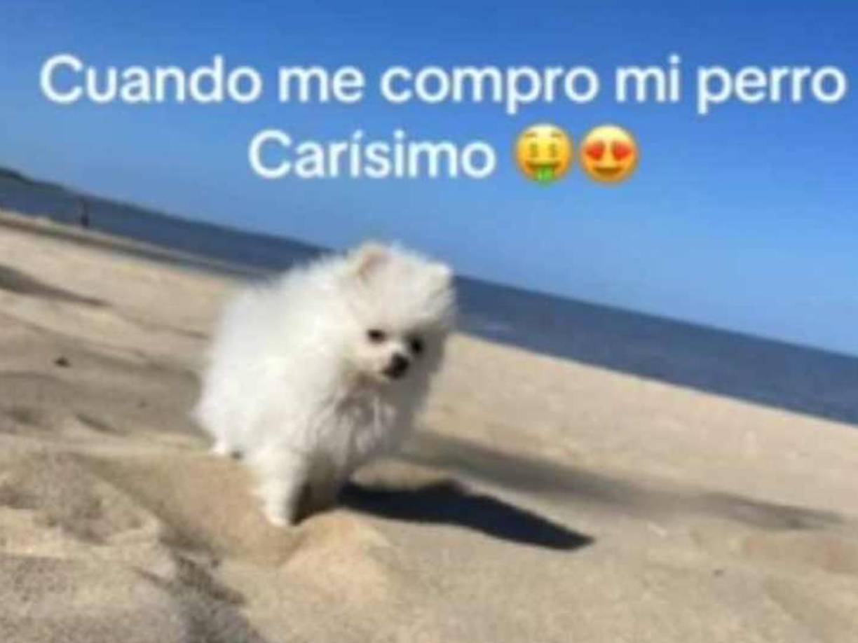 La esposa de Jorge Benguché también presumió que su pareja le compró un precioso perro. 