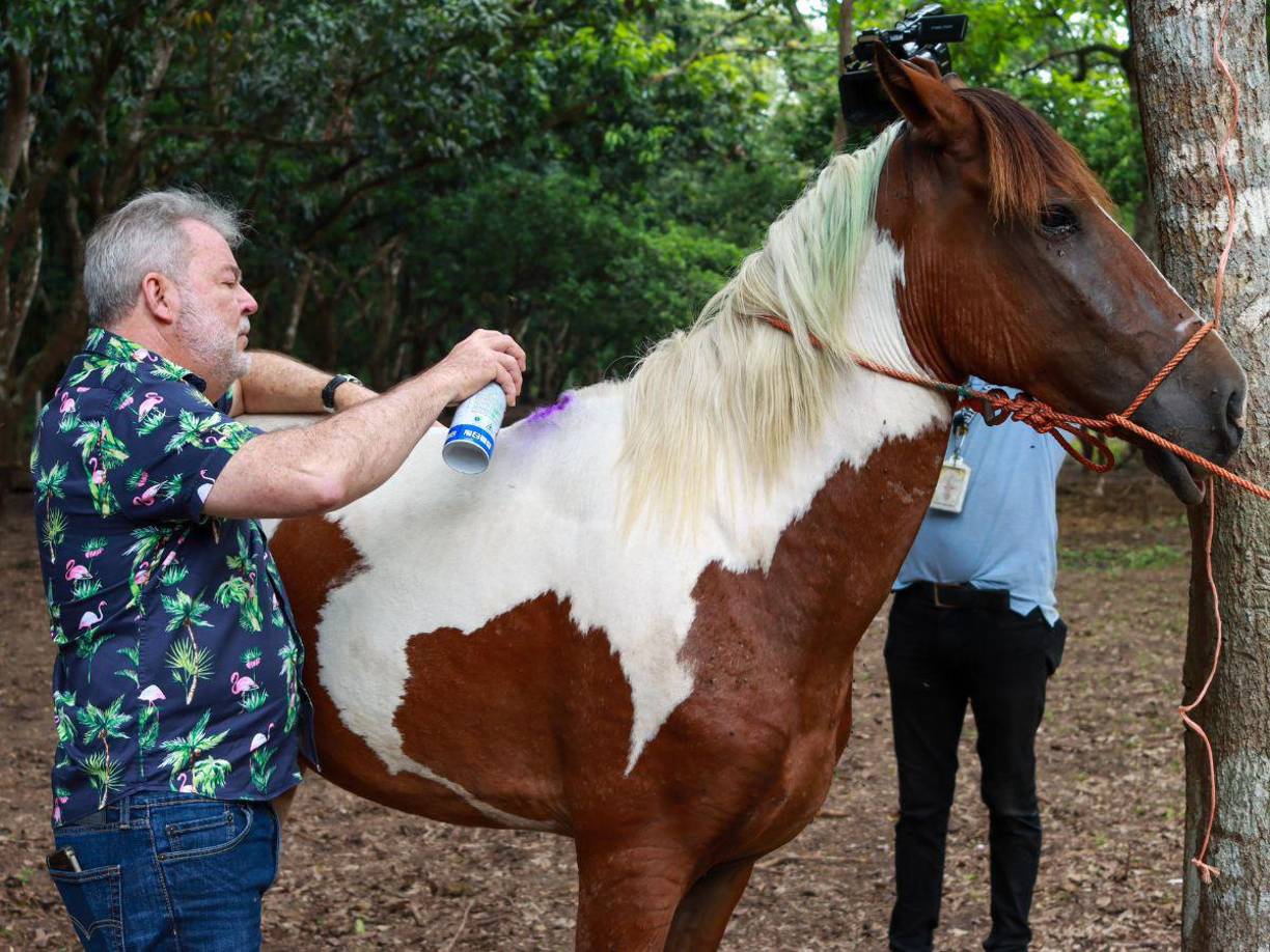 Alcalde sampedrano, Roberto Contreras, anunció recientemente que impulsa una iniciativa interesante con los caballos decomisados por maltrato animal y que son llevados al Centro Municipal de Rescate Animal en el Ocotillo, San Pedro Sula, zona norte de Honduras.