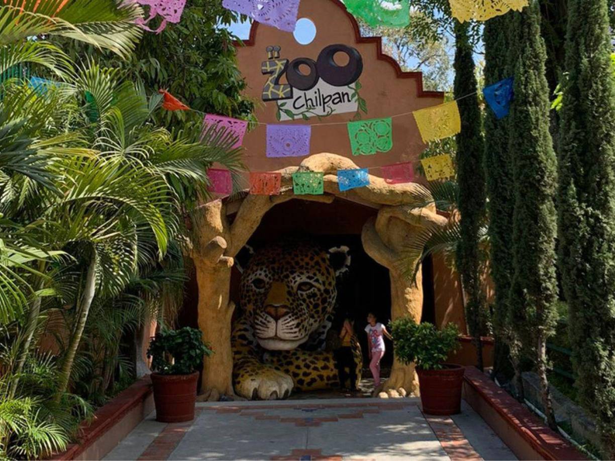 En el caso de la cebra, se señala que el 3 de enero del 2023 fue entregada al señor Rene Rabín Trujillo Sotelo, a cambio de tres ciervos rojos (un macho y dos hembras) sin la autorización de la Semarnat, la cual aprobó el intercambio de aprovechamiento hasta el 10 de enero.