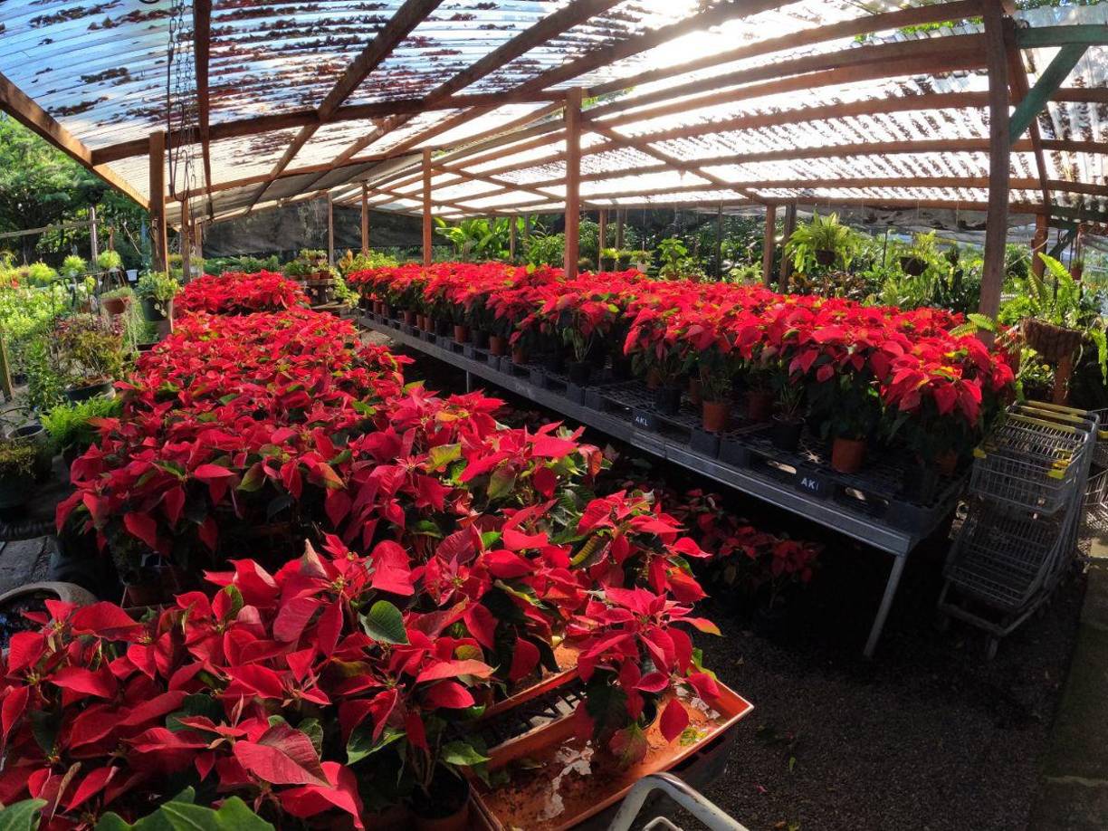 La flor de Pascua o planta de Navidad tiene un fascinante origen de raíces mexicanas y se ha convertido en una de las tradiciones navideñas más importantes.