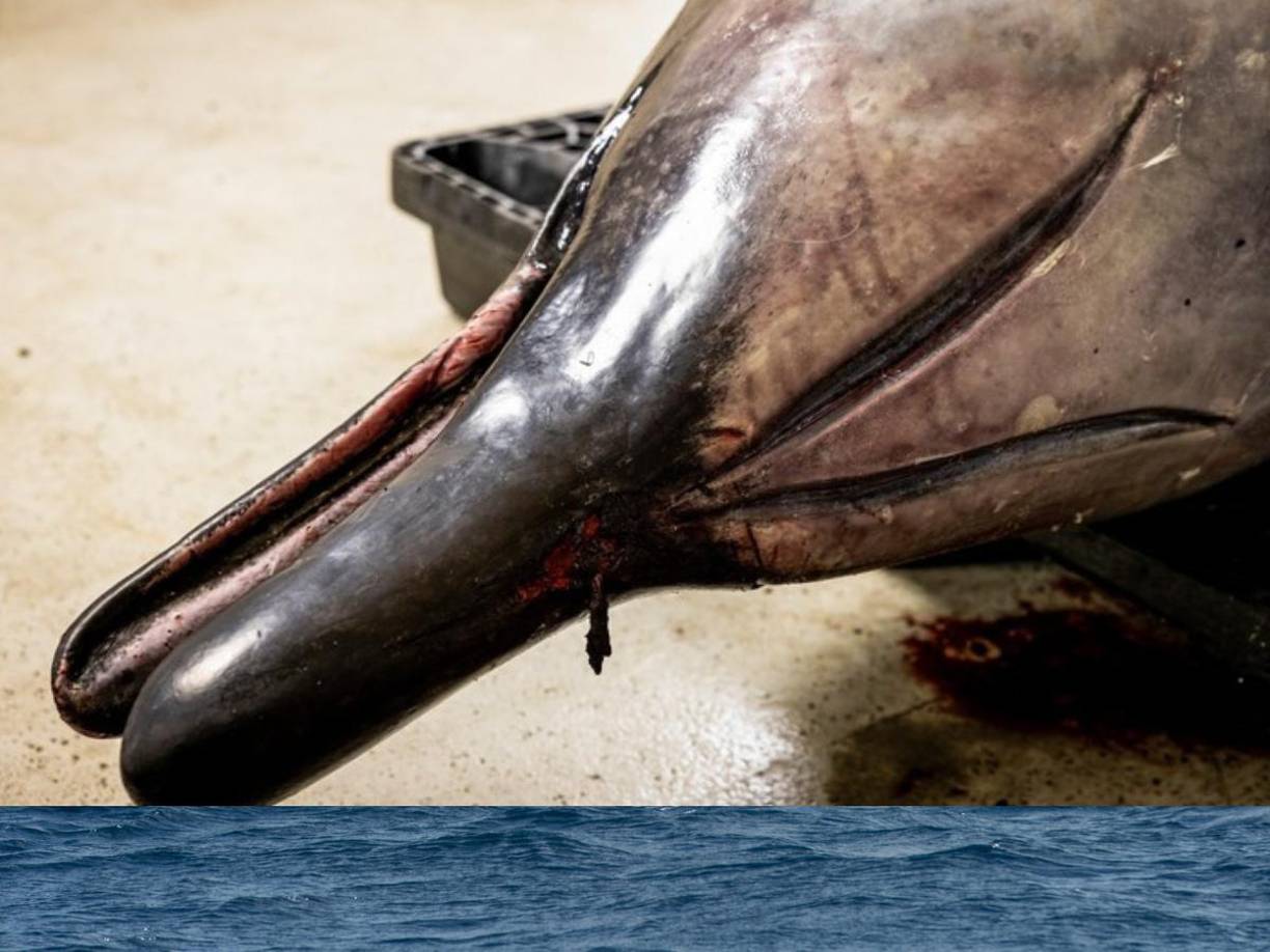 La ballena fue considerada como el animal marino más raro del mundo.