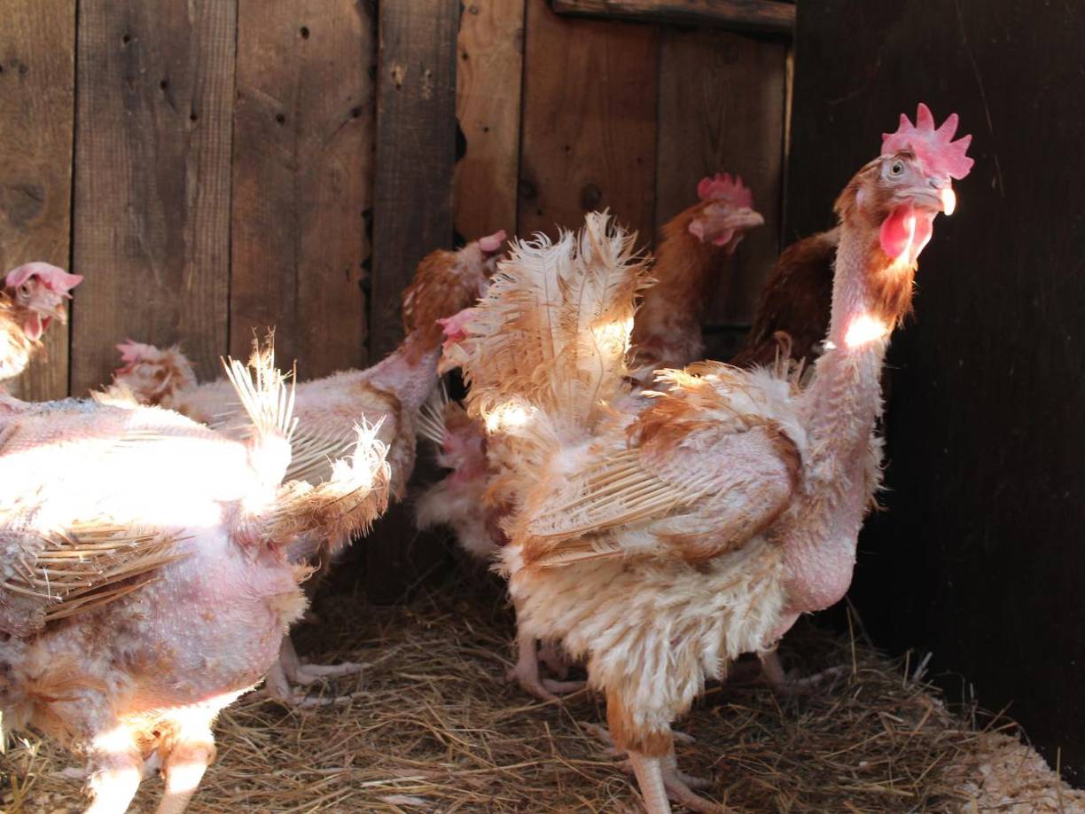 Estas imágenes se difundieron rápidamente en redes sociales, atrayendo la atención de medios locales e internacionales.