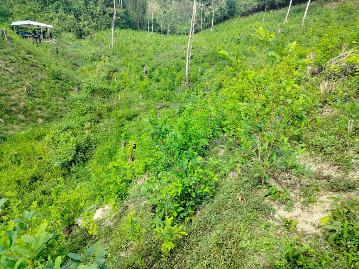 Desmantelan narcolaboratorio y plantación de coca en Olancho