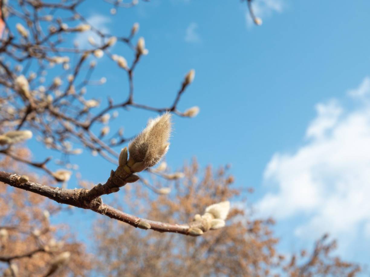 La mayoría de las magnolias son ampliamente conocidas por su hermosa forma de árbol, grandes flores fragantes y coloridas, y su gran elegancia.