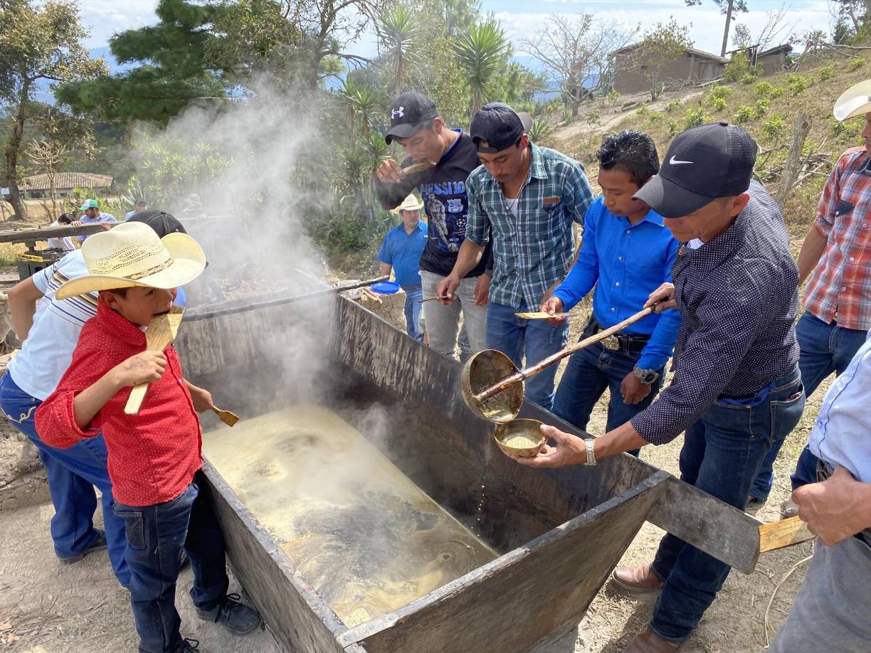 La molienda en El Naranjito es una dulce y ancestral tradición en la que se prepara azúcar con ayuda de una yunta de bueyes se muele la caña y luego se cocina para elaborar la panela de dulce y cachaza. Esta actividad se disfruta en la comunidad de El Naranjito, San Manuel de Colohete, a una hora de Gracias.