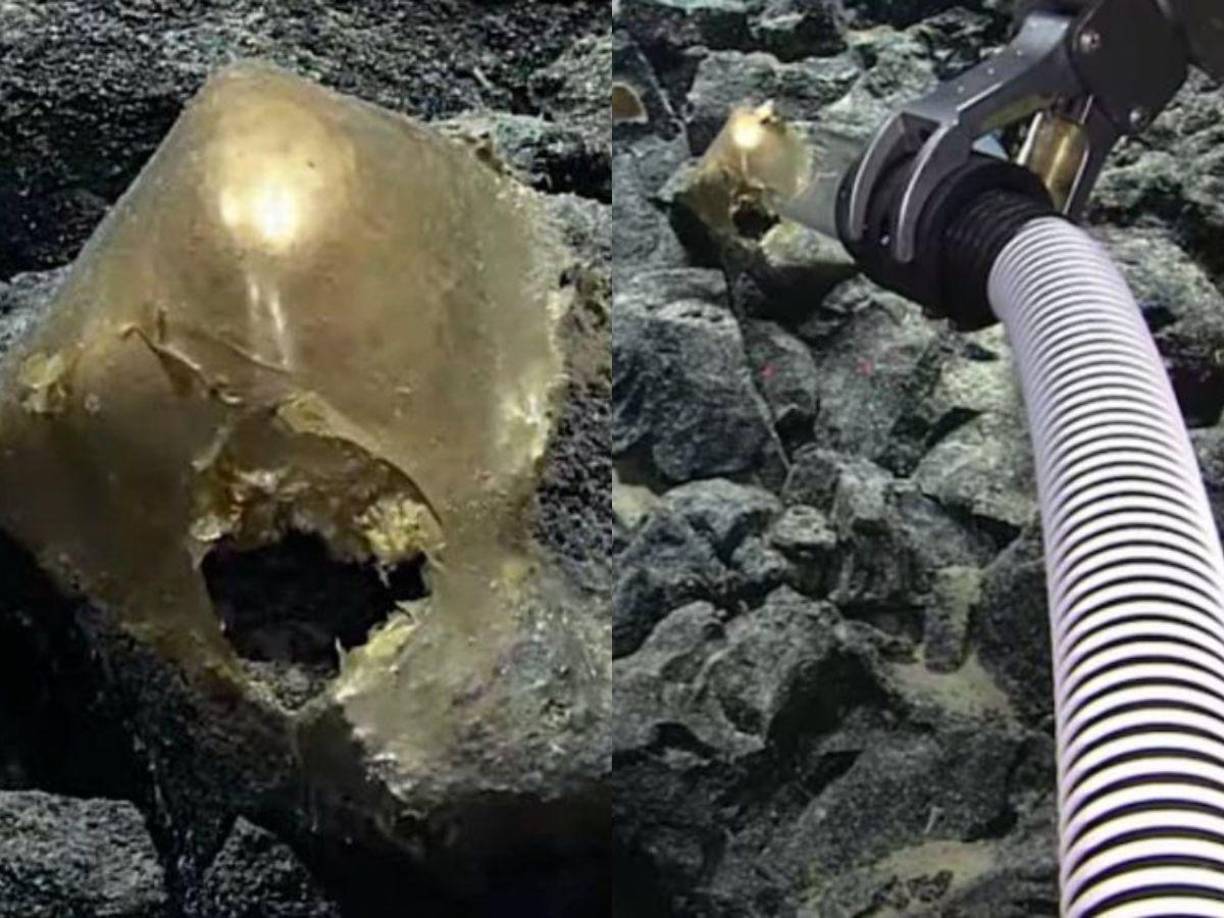 Un grupo de científicos quienes exploraban las profundidades del mar de Alaska encontraron un misterioso “huevo dorado”. Aquí las fotografías.
