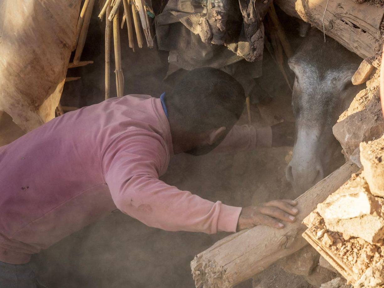 Su amo nunca se apartó de él, hasta lograr sacarlo y poder llevarlo a un lugar seguro, ya que el país sigue teniendo secuelas del potente sismo.