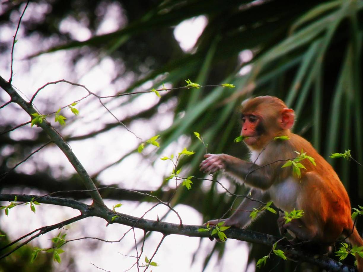 Los monos normalmente son utilizados en los laboratorios de investigación por su parecido genético con los humanos.