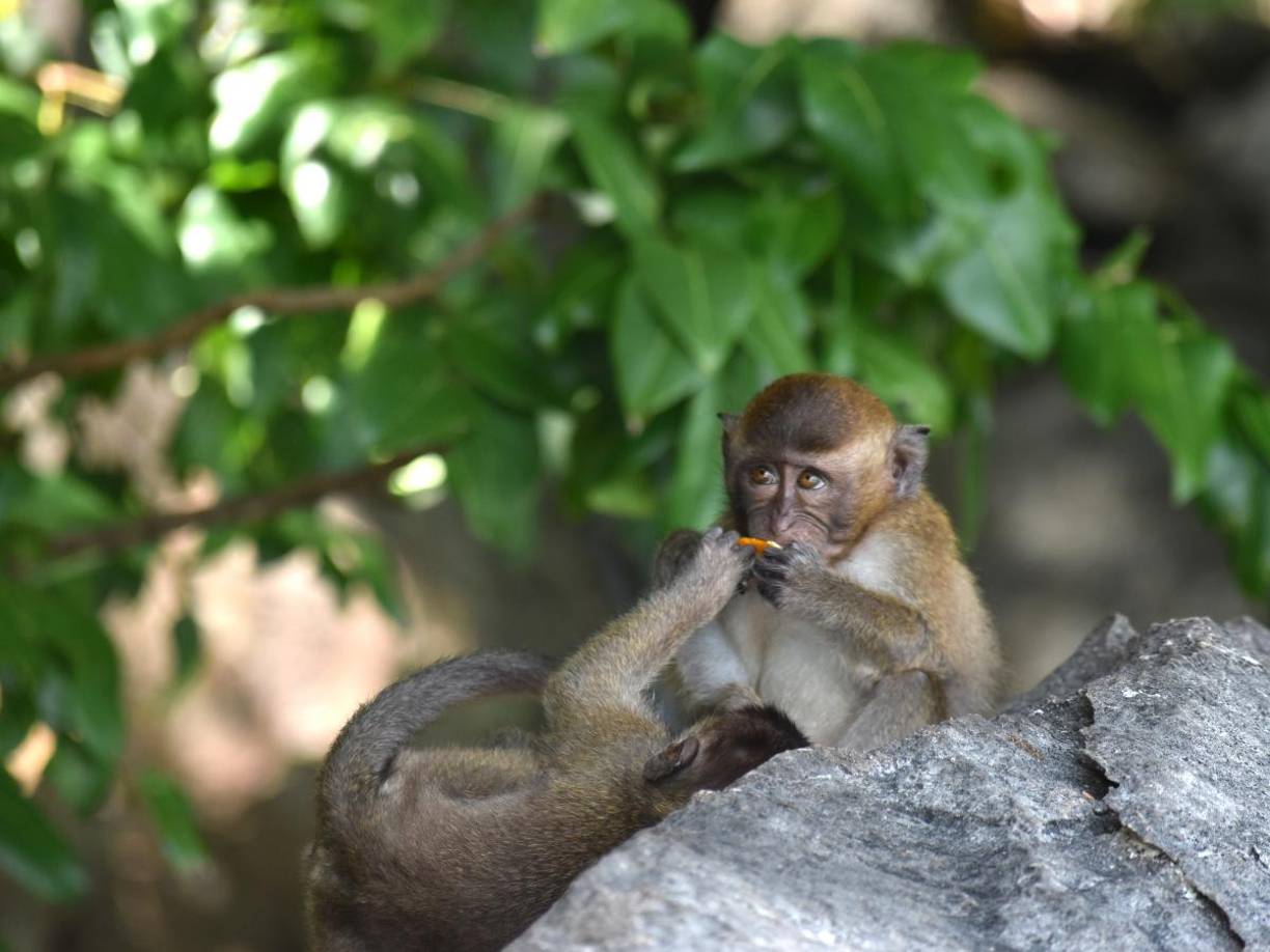 De igual forma, los primates son los únicos animales en el mundo que no se infectan de hepatitis B y C.