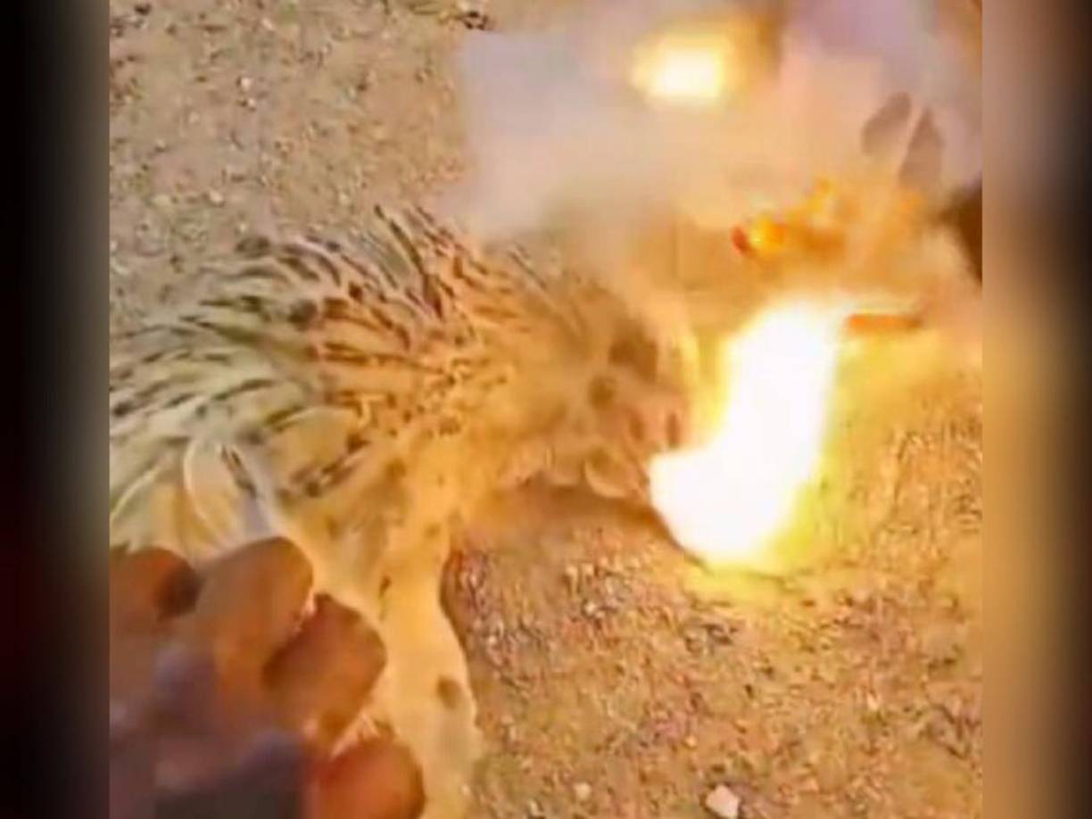 En el pueblo de Hadige, ubicado en la ciudad de Sakaleeshpur, India, al menos 12 gallinas fueron halladas sin vida en circunstancias extraordinarias que dejaron perpleja a la población. 