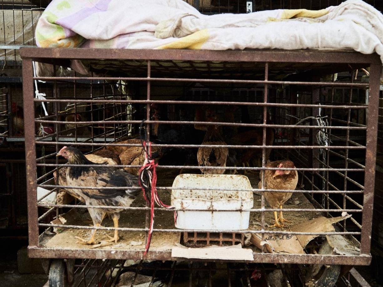 Por su parte, los habitantes de Sakaleeshpur temen que la causa esté relacionada con factores ambientales, como contaminación del suelo o el aire, que podrían representar un riesgo mayor para otras aves y animales.