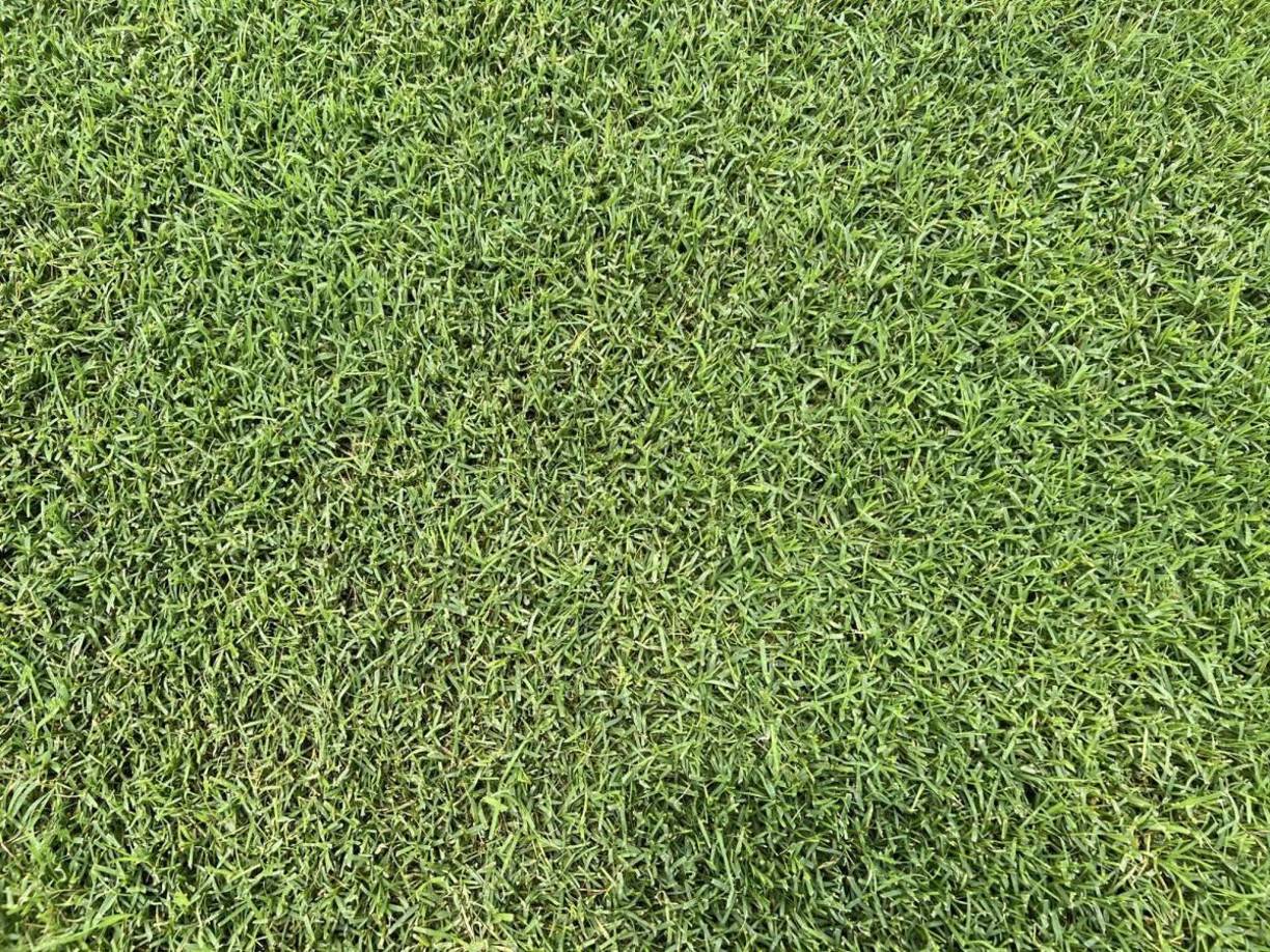 Así se ve la grama instalada en el Estadio Nacional.