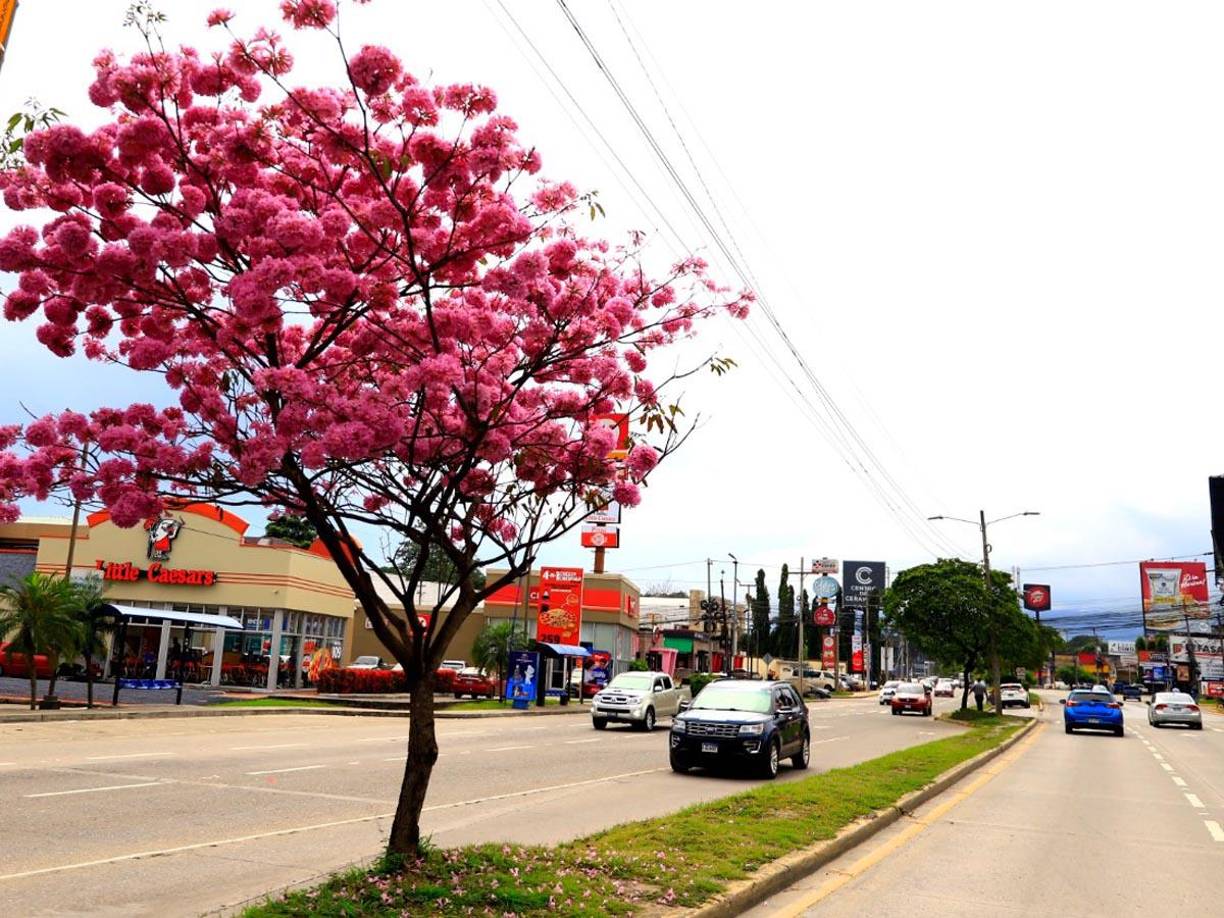 Los árboles de Macuelizo producen flores de color rosa, posee un follaje abierto y liviano entre rosa y lila.