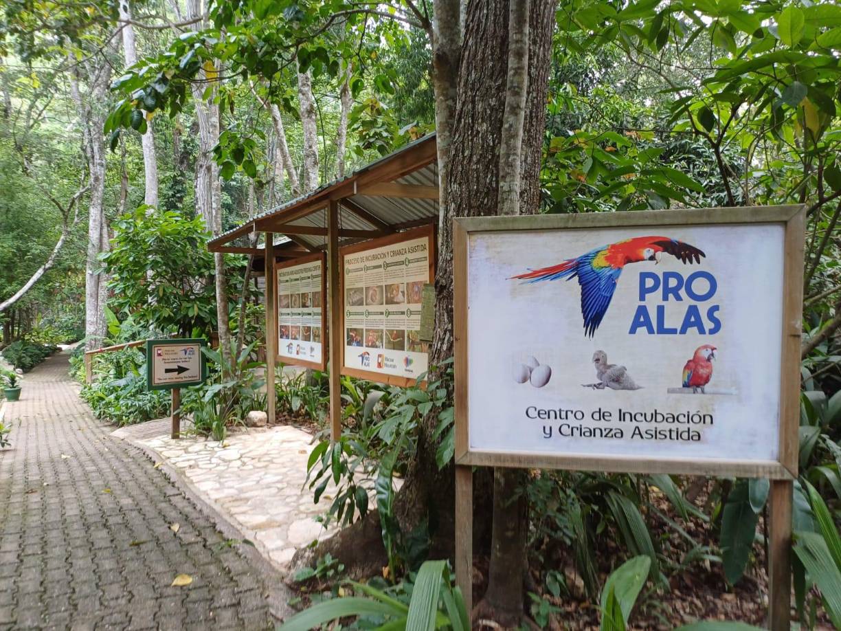 <b>Cada vez que usted visita el parque de aves, podrá apreciar el proceso de crianza de los polluelos. La temporada empieza en enero y se prolonga hasta julio. Este año ha sido especialmente positivo, ya que hay 28 polluelos nacidos y las aves todavía están poniendo huevos.</b>