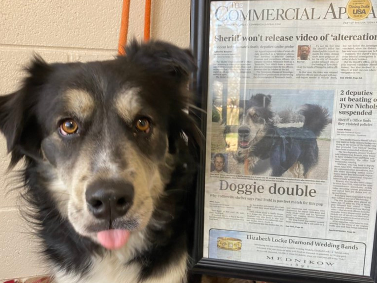 Un refugio de animales de Collierville, Tennessee, está pidiendo a Paul, para adoptar al perro que cree que se asemeja al actor de “Ant-Man and the Wasp: Quantumania”.