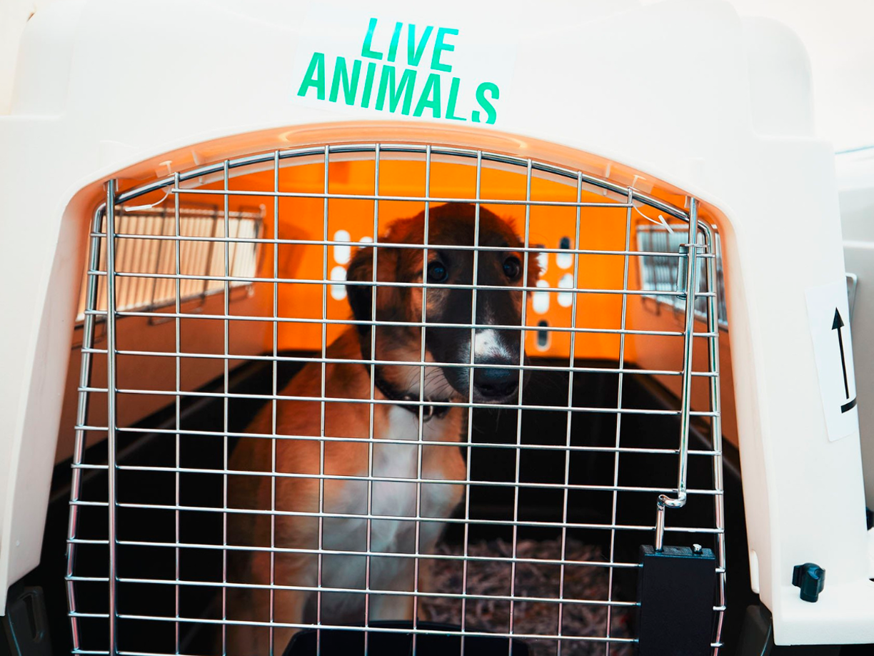 Si viaja en jaula transportadora, esta debe ser lo suficientemente grande para que el perro pueda darse la vuelta y lo suficientemente alta para que se pare.