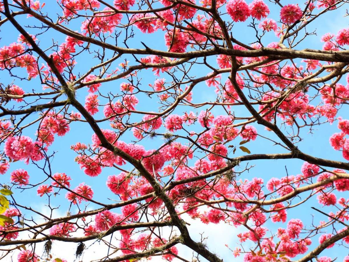 El árbol florece en muchos rincones del país y en la misma época.