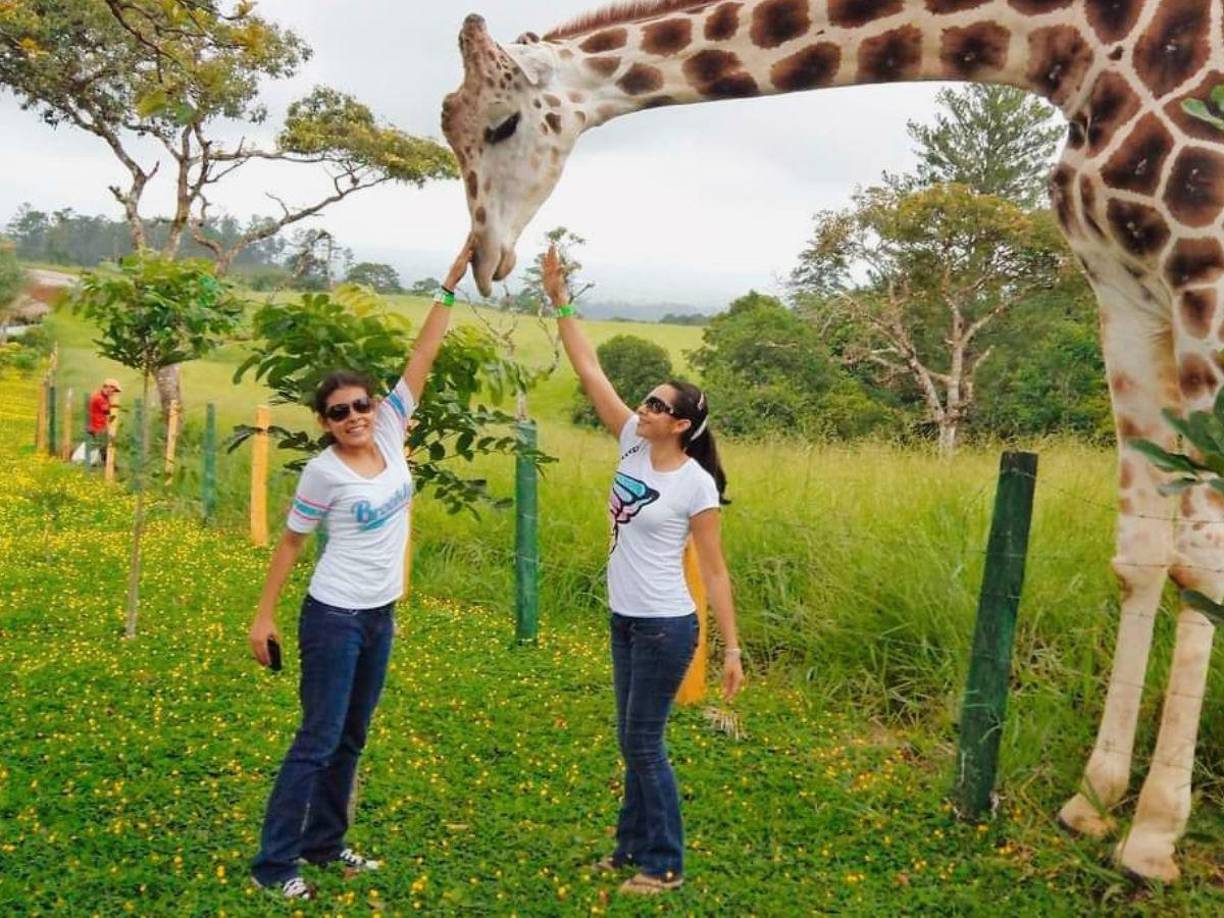 “Big Boy” es una jirafa macho que llegó a Honduras a los ocho años procedente de un zoológico de Guatemala.