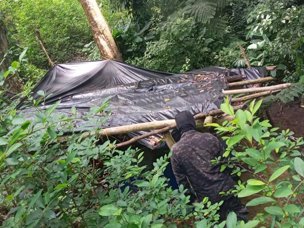Un total de 18,000 arbustos de hoja de coca fueron desmantelados este martes en la zona montañosa de aldea las Icoteas, comunidad de Limón, Colón. 