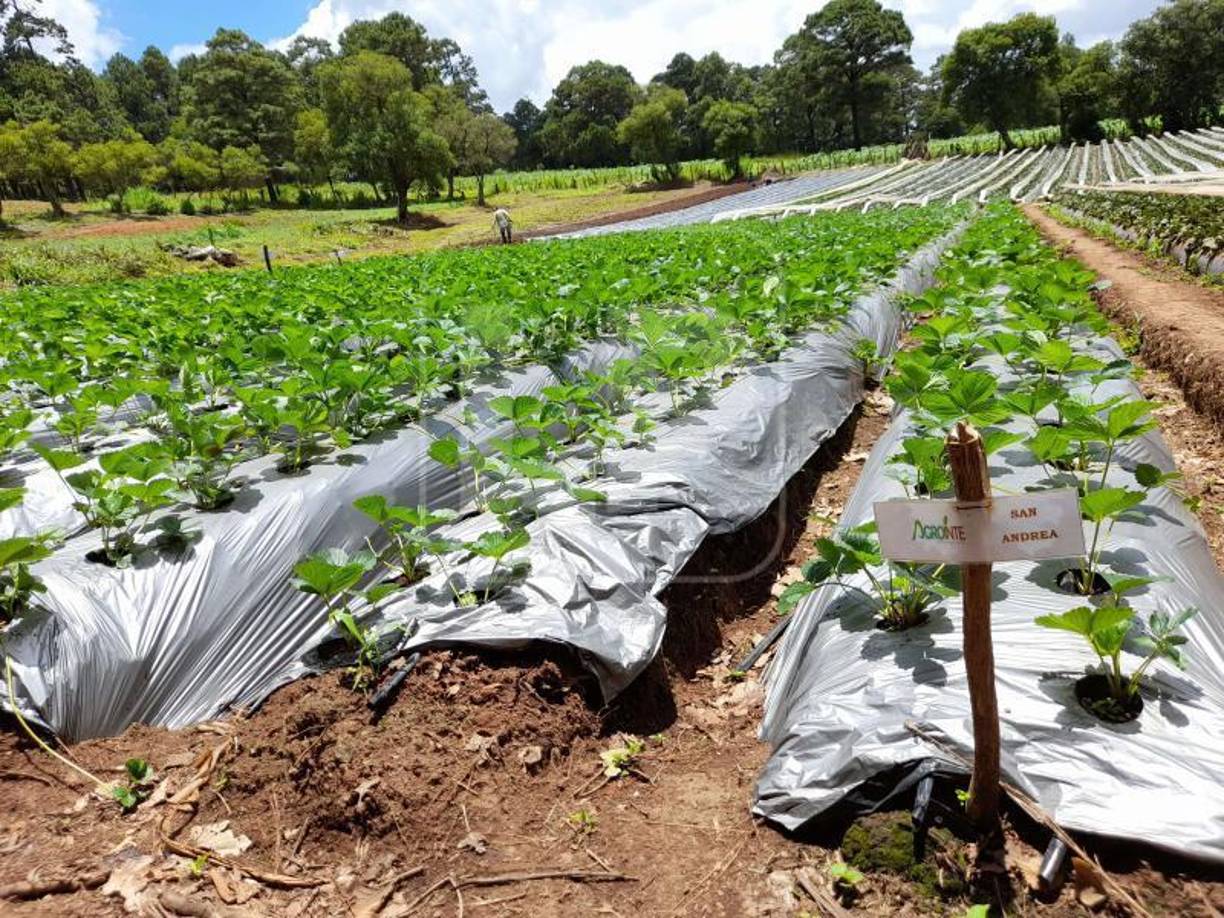 Esta realidad se convierte así en uno de los principales obstáculos para el progreso social y democrático del país (una correlación negativa entre Índice de Desigualdad de Género y el Índice de Democracia Global).