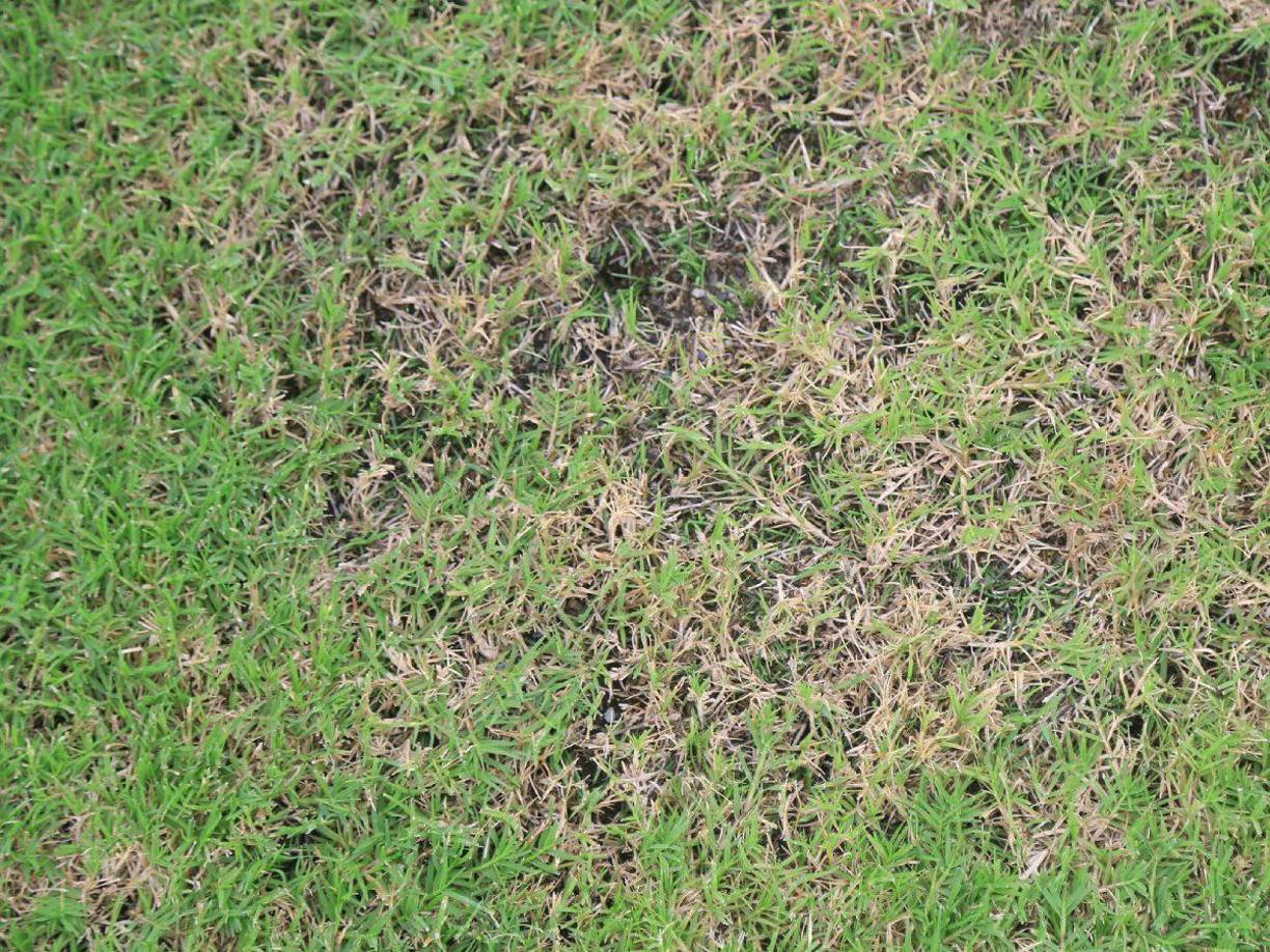 Una pequeña parte del césped del estadio Morazán todavía no luce al 100%.