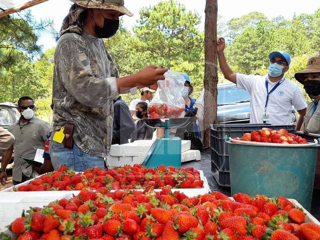 Si de algo se fue convencida Cindy McCain, embajadora de Estados Unidos ante los organismos de las Naciones Unidas para la Alimentación y la Agricultura en Roma, es que las mujeres no solo han comenzado a tomar las riendas del campo. 