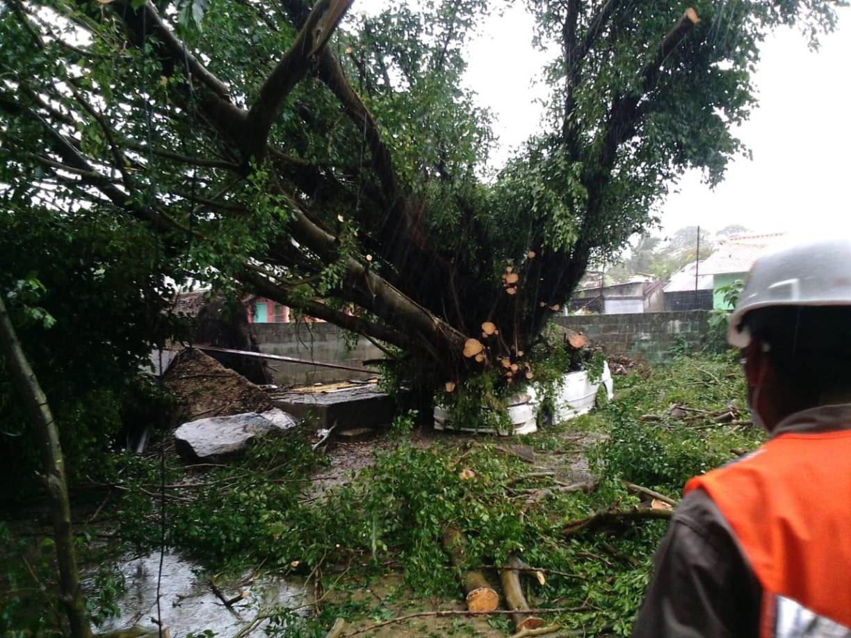 Mientras tanto en El Progreso, Yoro, la caída de árboles provocó pérdidas materiales. 
