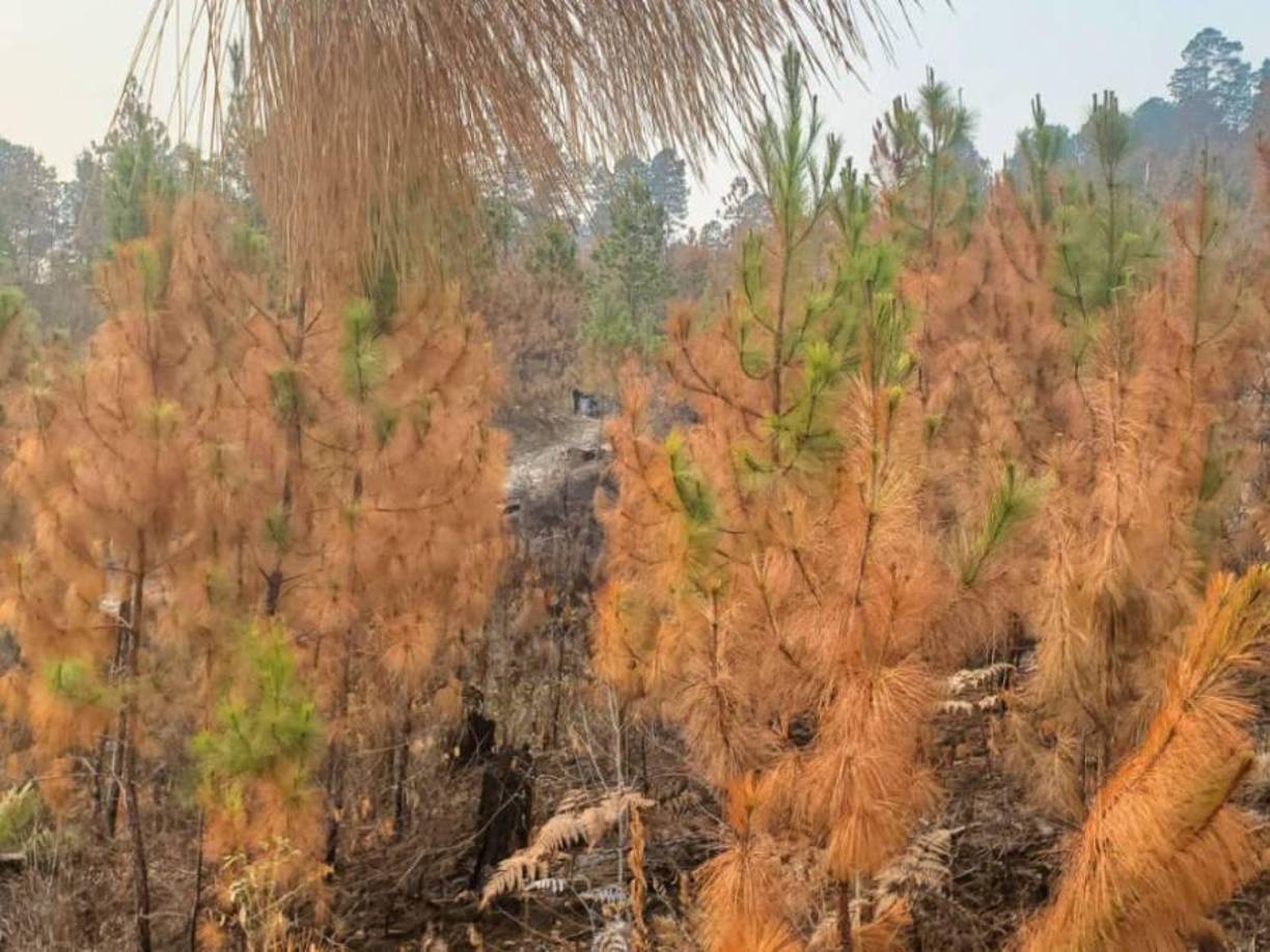 En el enfrentamiento armado murieron cuatro miembros de la supuesta banda criminal, abatidos por la policía, en una zona montañosa aledaña a Ciudad España, norte del municipio del Distrito Central. Las víctimas son alias “El Soroguara”, alias “Jum”, Axel y “el Pistolero”,<i> </i>quienes, además, según informes, serían miembros de la Pandilla 18 y alternaban operaciones ilícitas con la banda en el sector de Amarateca. 
