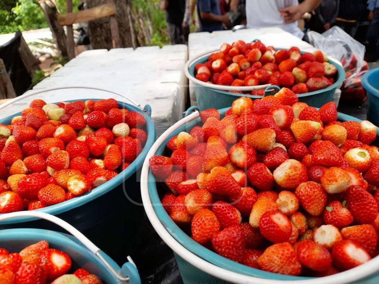 La institución lleva más de 40 años trabajando en el país promoviendo sistemas alimentarios sostenibles. y agricultura resiliente